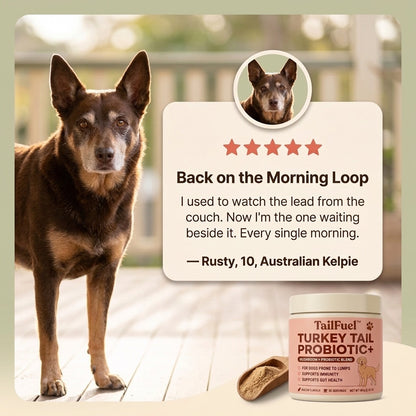 TailFuel™ — Turkey Tail Probiotic+ for Senior Dogs