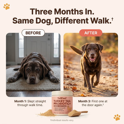 TailFuel™ — Turkey Tail Probiotic+ for Senior Dogs