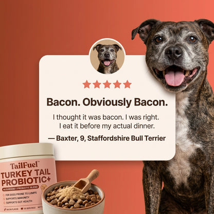 TailFuel™ — Turkey Tail Probiotic+ for Senior Dogs